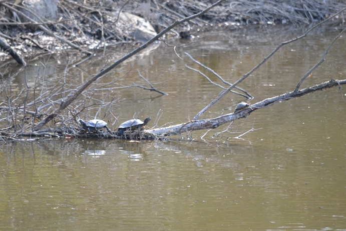 Trachemys